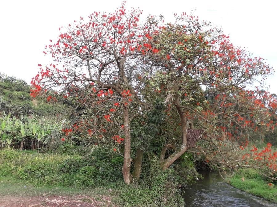 Erythrina abyssinica (Abyssinian coral tree) with red flowers