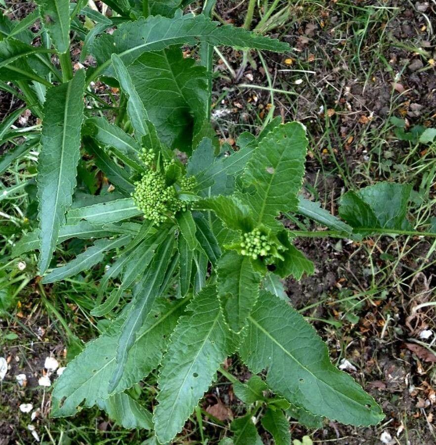 Plante de raifort fraîche avec de grandes feuilles vertes et des fleurs blanches en juin