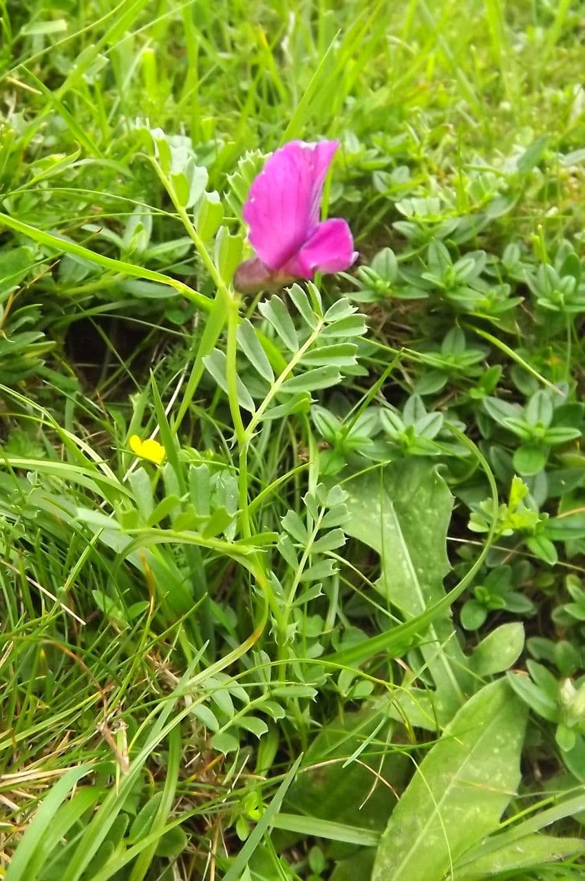 Vicia pyrenaica met karakteristieke blauwe bloemen en veelgevinde bladeren