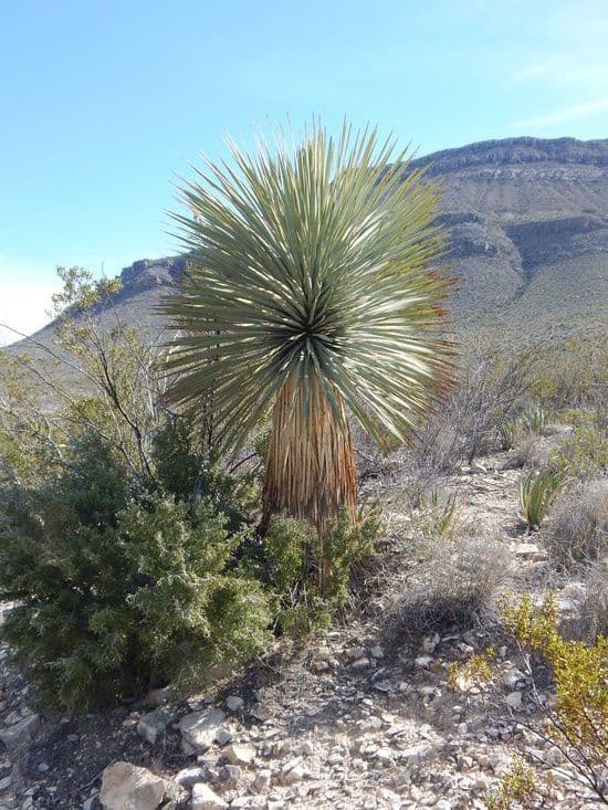 Thompson yucca with fine narrow leaves and tall dramatic flower spikes