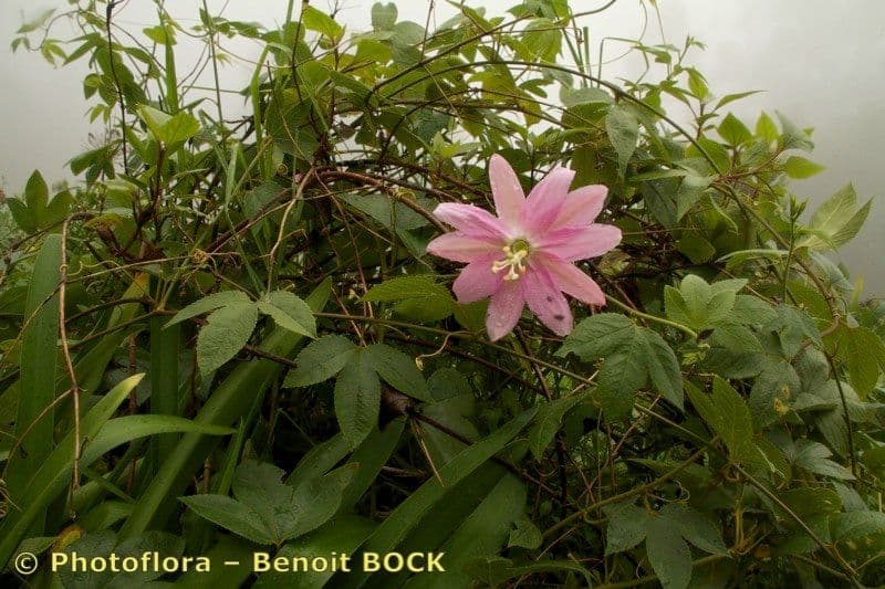 Bananen-Passionsblume mit rosa Corona und Staubblatter