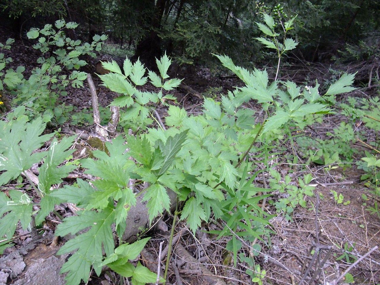 Christophskraut mit weißen Blütenähren im Wald