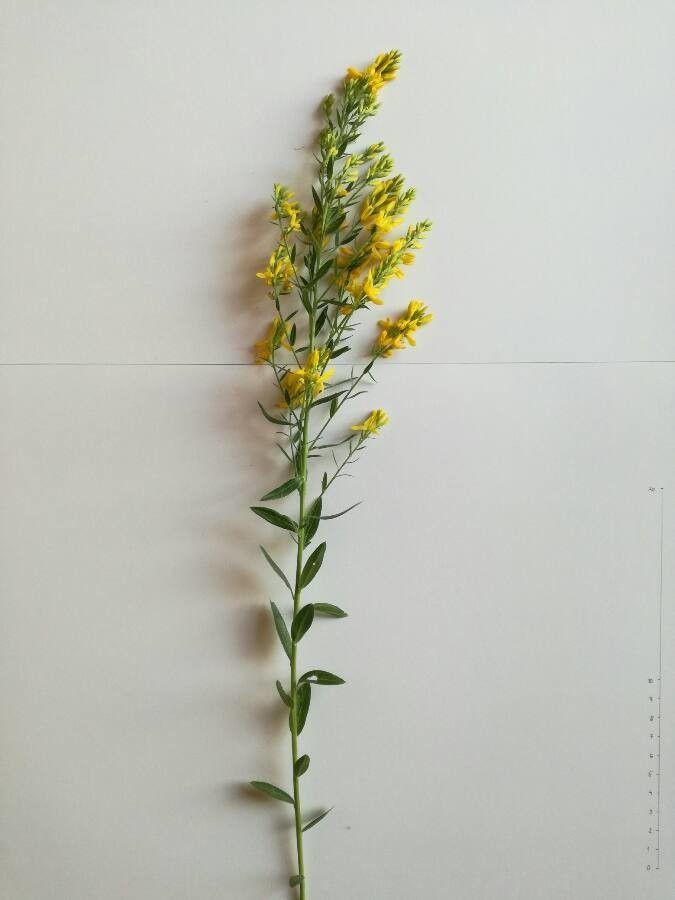 Genêt des teinturiers en pleine floraison lors d'une journée d'été, avec des fleurs jaune vif contrastant avec le feuillage vert