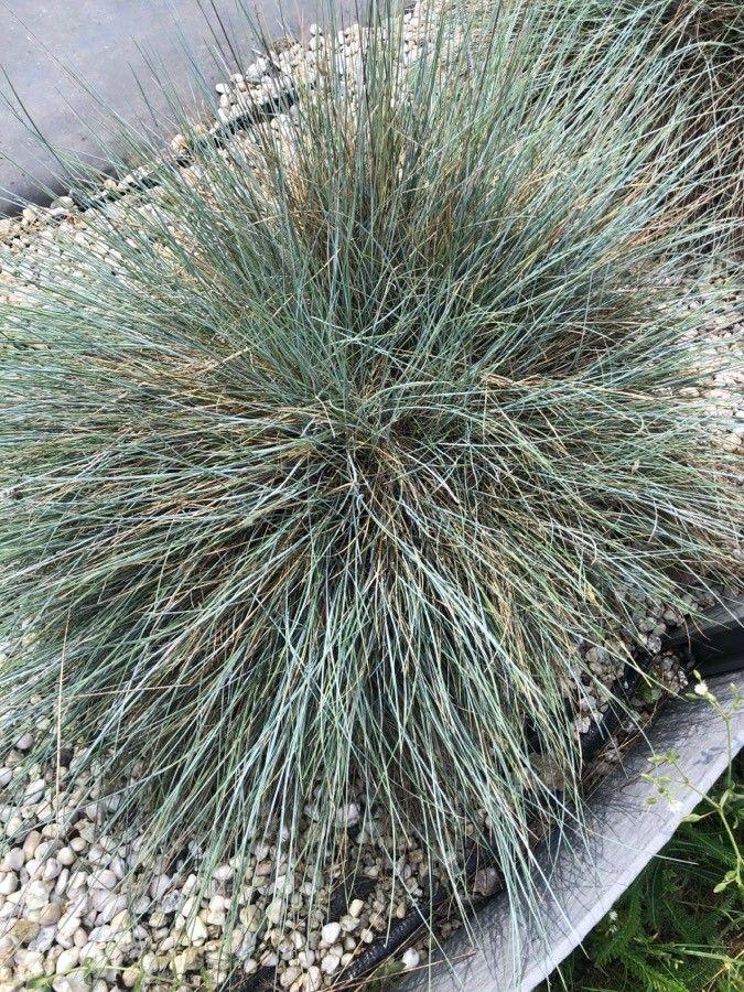 Walliser Schwingel in voller Blüte auf einem trockenen, sonnigen Hang