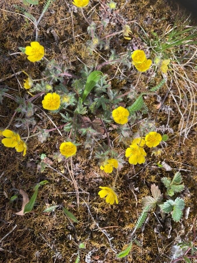 Potentille a sept feuilles avec fleurs jaunes