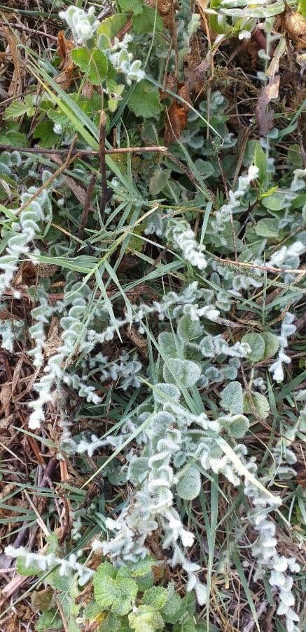 Fleurs roses d'Origanum dictamnus en pleine floraison