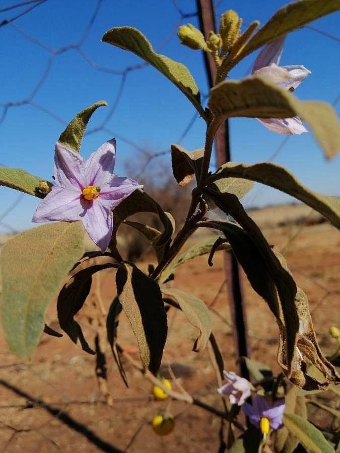 Solanum elaeagnifolium met zilvergrijze bladeren en gele bloemen in een zonnige droge tuin
