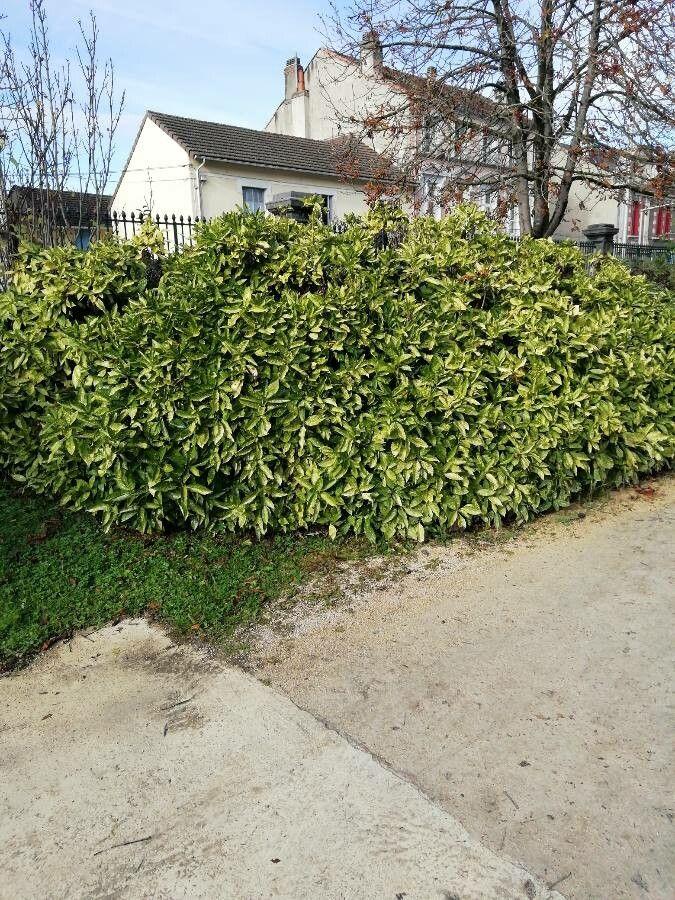 Aucuba japonica aux feuilles panachées jaunes dans un coin ombragé du jardin