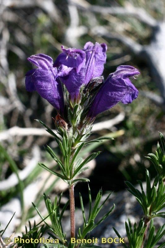 Dracocephalum austriacum with deep blue two-lipped flowers on limestone slope