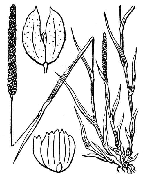 Pfriemliches Lieschgras mit feinen Plumettenbluten in Mediterranem Garten