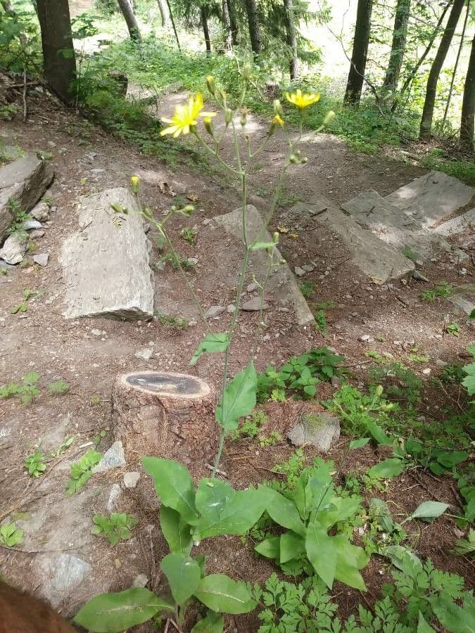 Hieracium umbrosum schaduw-havikskruid met gele bloemhoofdjes in halfschaduw