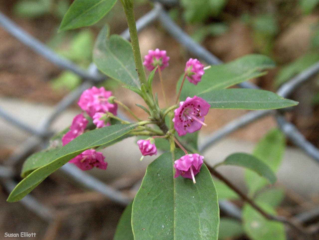 Kalmia avec fleurs rose-rouge en grappes denses