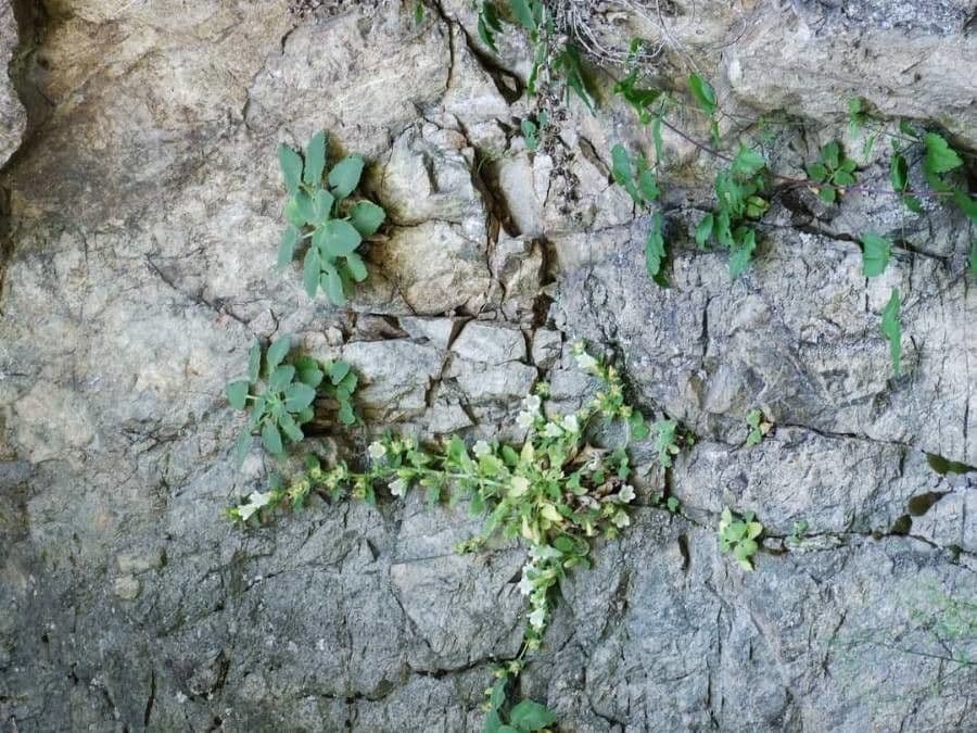 Soft velvety hairy flowers of Campanula lanata