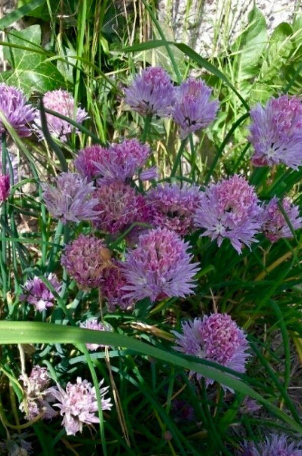 Frisse bieslookplant met paarse bloemen in een zonnige tuin
