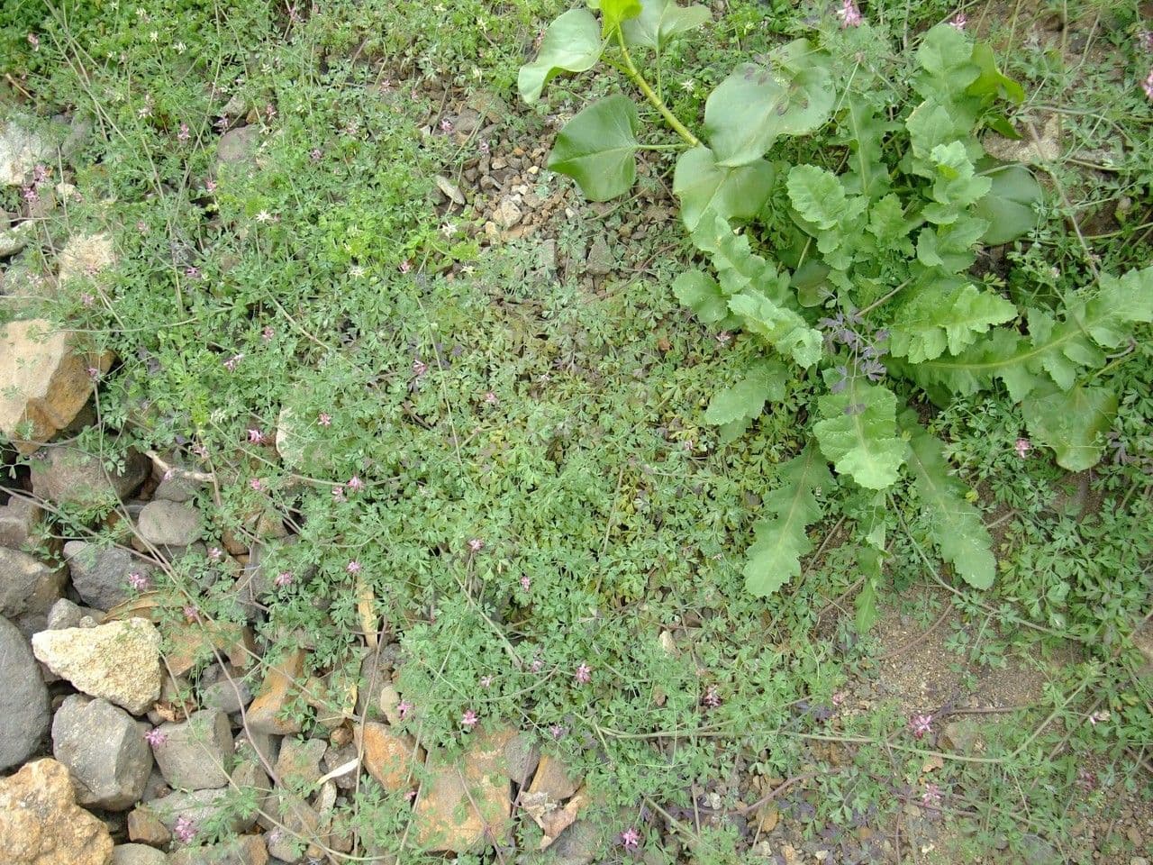 Fumaria agraria flower detail