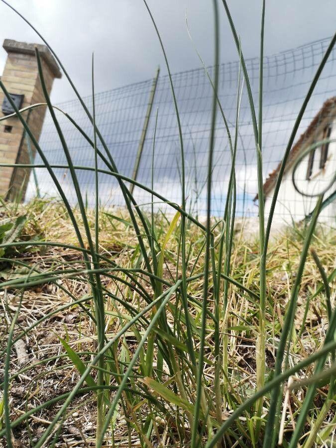 Weinberg-Lauch mit violetten Blütenständen in einem sonnigen Steingarten