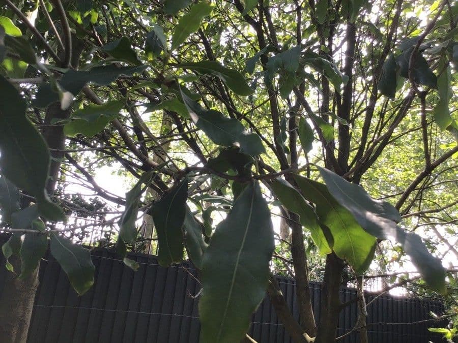Süßmagnolia mit charakteristischem Laub und Wuchsform