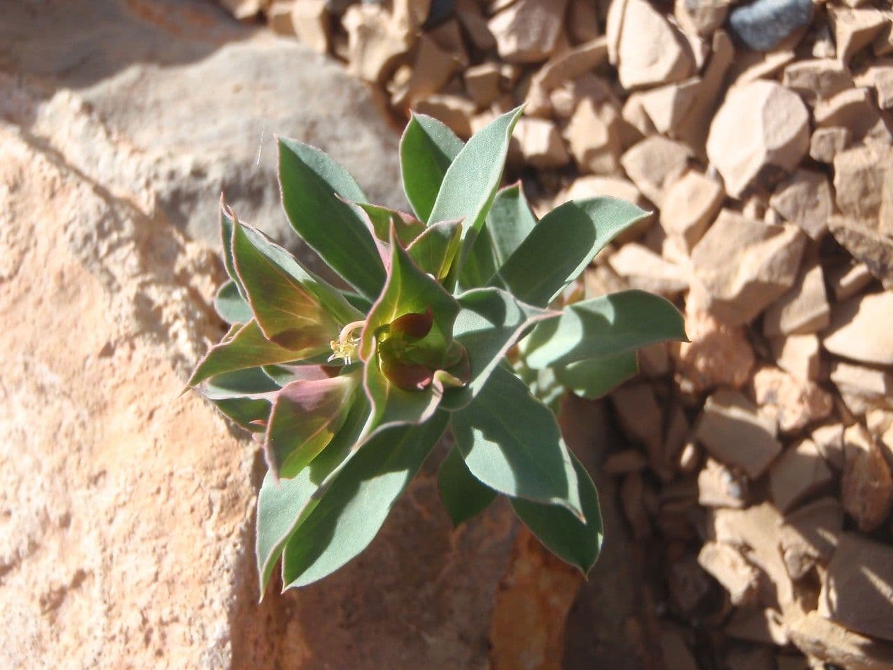 Sickle spurge with characteristic sickle-shaped leaves