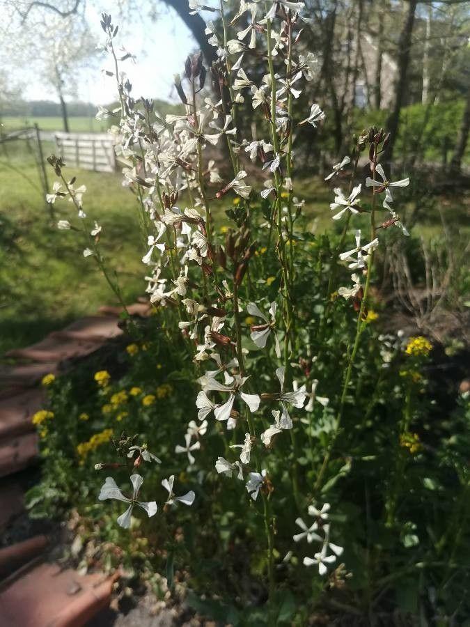 Plante de roquette fraîche avec feuilles vert foncé et petites fleurs blanc jaunâtre dans un potager ensoleillé