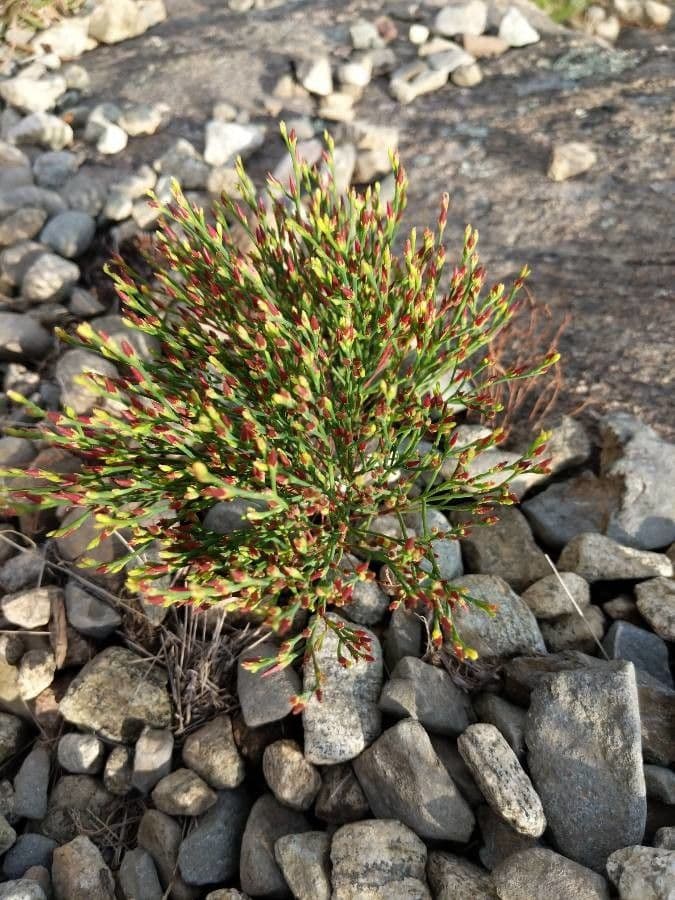 Hypericum gentianoides showing its fine-textured stems and small yellow flowers