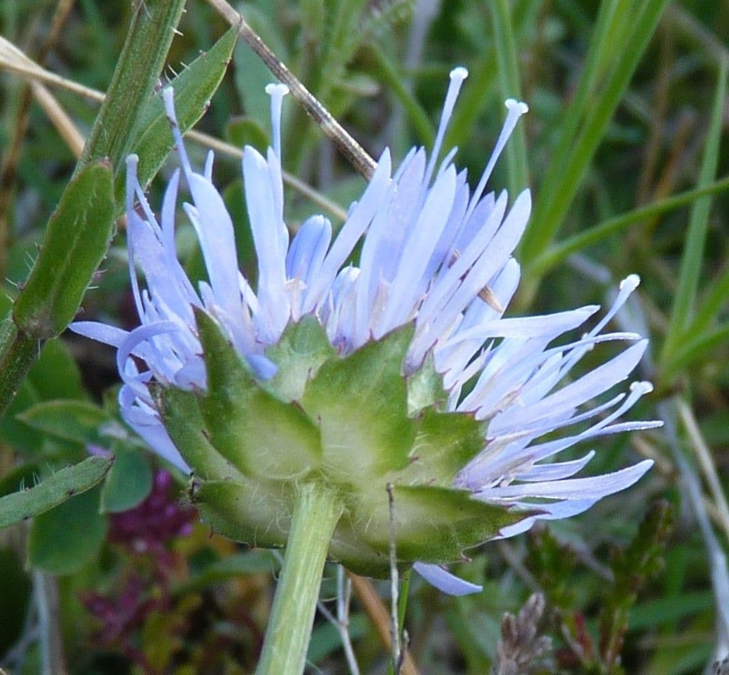 Jasione crispa met blauwe bolbloemen op kalkrijke rotshelling