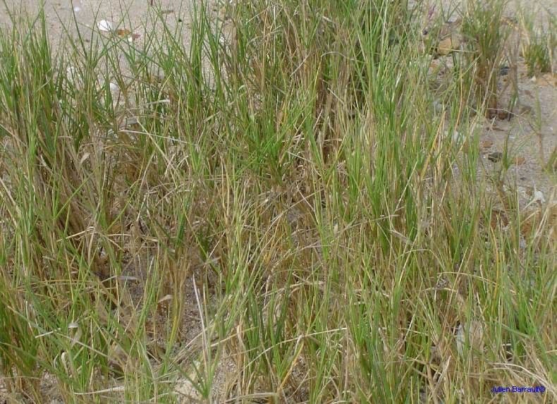 Sporobolus virginicus Virginia-Sporobole als dichter Teppich entlang einer salzigen Kustenlinie