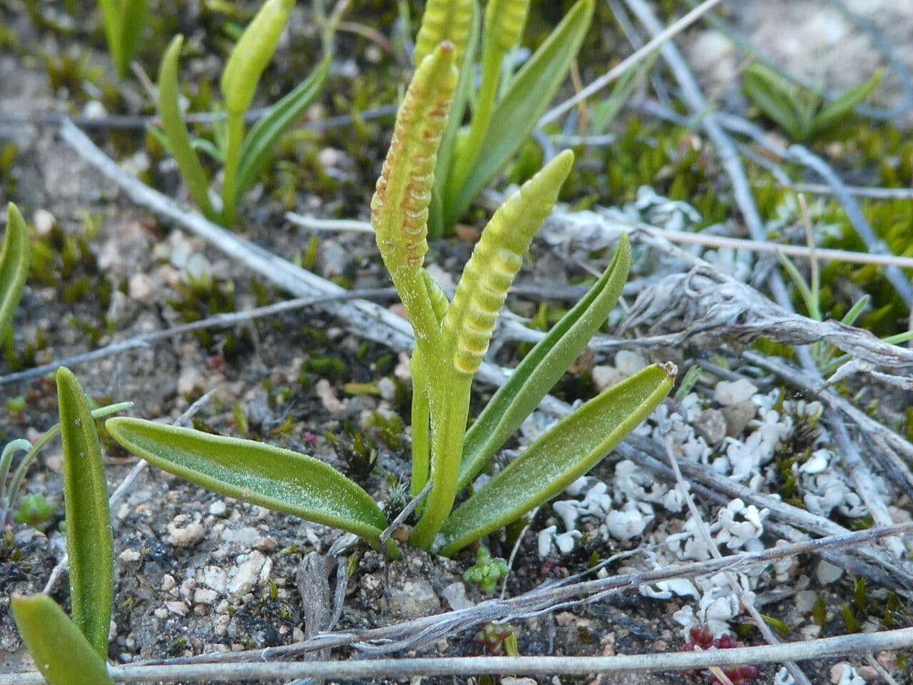 Portuguese Adder's Tongue leaf detail