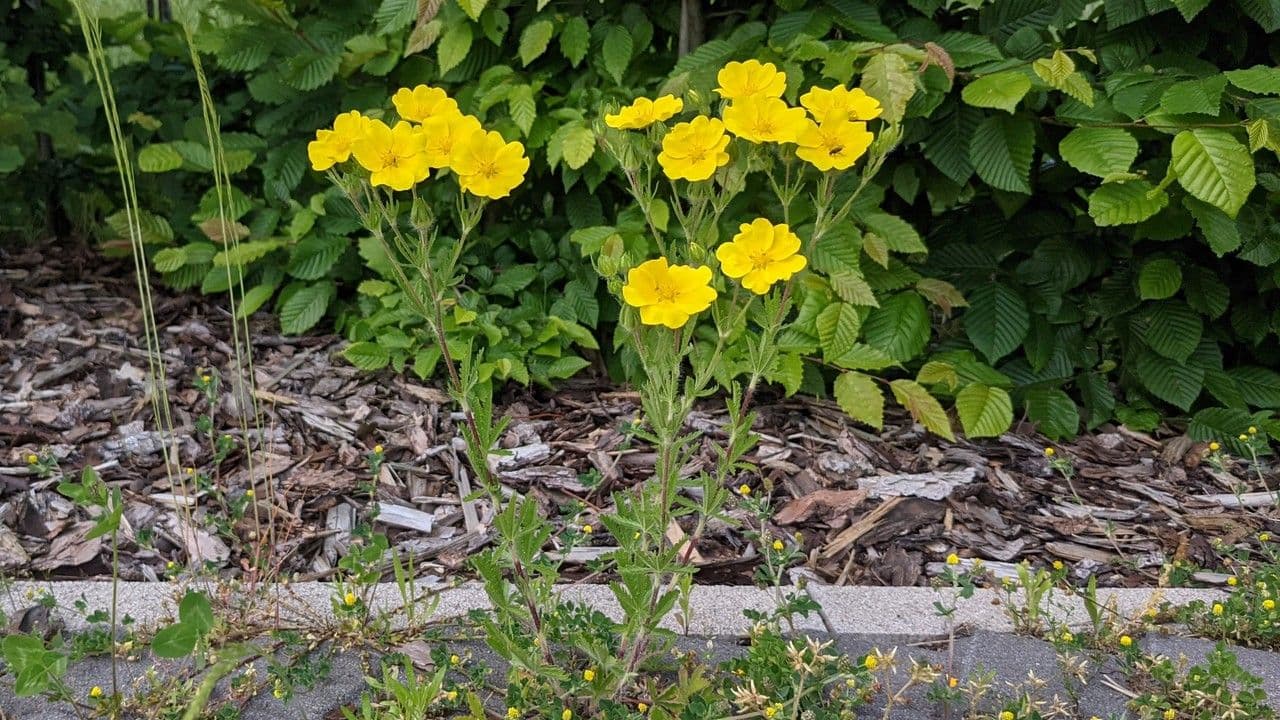 Potentille velue avec fleurs jaunes d'or sur pente rocailleuse en habitat naturel