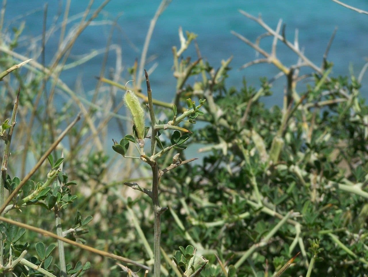 Calicotome villosa with bright yellow flowers and thorns