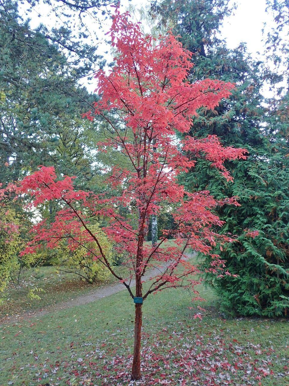Acer griseum mit charakteristischer zimtbrauner, ablösender Rinde im Herbstlicht