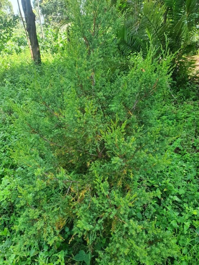 African juniper foliage and branches