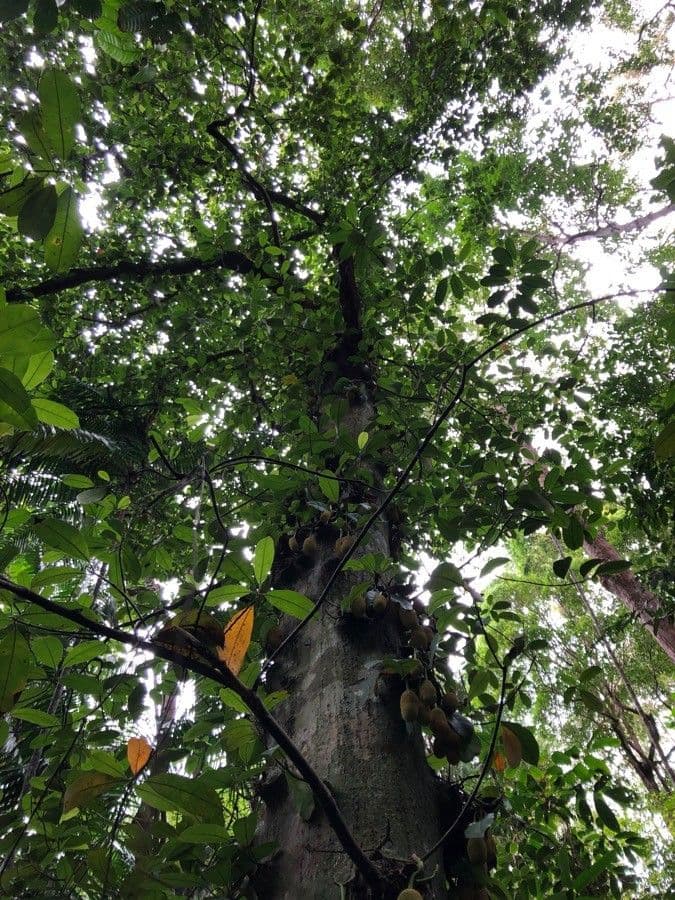Chempedak-Baum mit gluanzend gruenen Blaetern