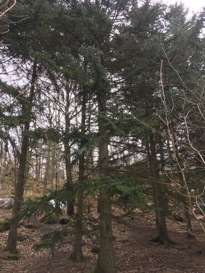 Yeddo Spruce displaying characteristic compact form and dark green needle foliage