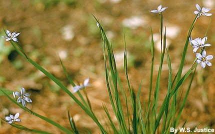 Sisyrinchium mucronatum showing delicate blue-purple six-petalled flowers on slender flattened stems, iris family plant