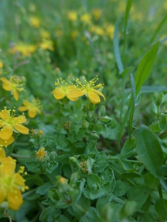 Fleurs jaunes d'Hypericum scouleri en milieu naturel