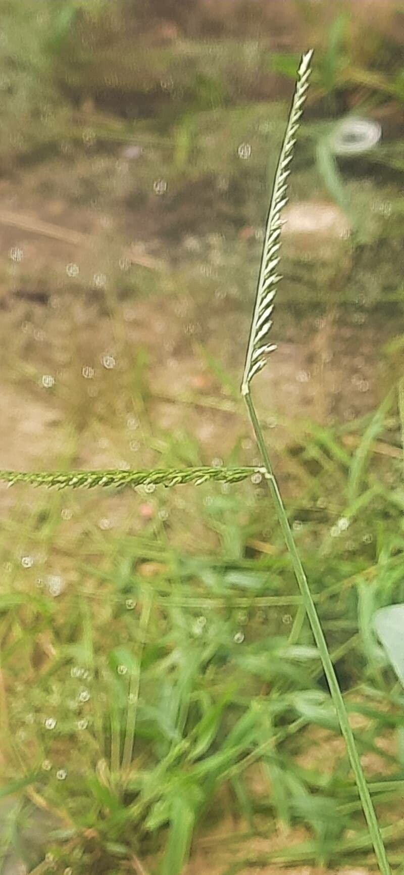 Eleusine africana plant met karakteristieke bloeiwijze