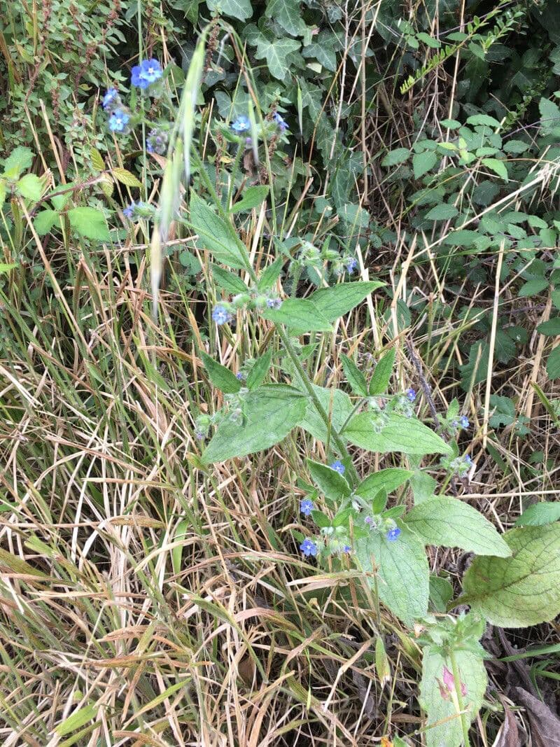 Pentaglottis sempervirens avec ses fleurs bleues eclatantes