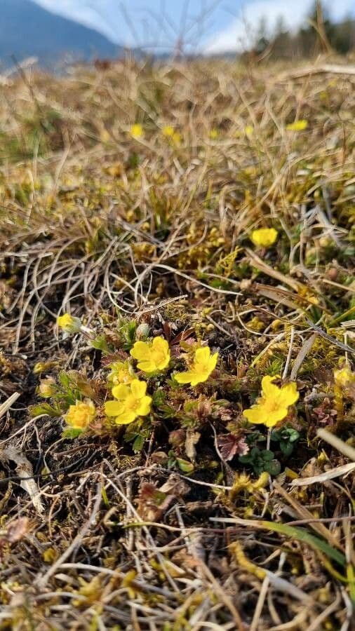 Potentilla pusilla Fuzzy Cinquefoil blooming plant with yellow flowers