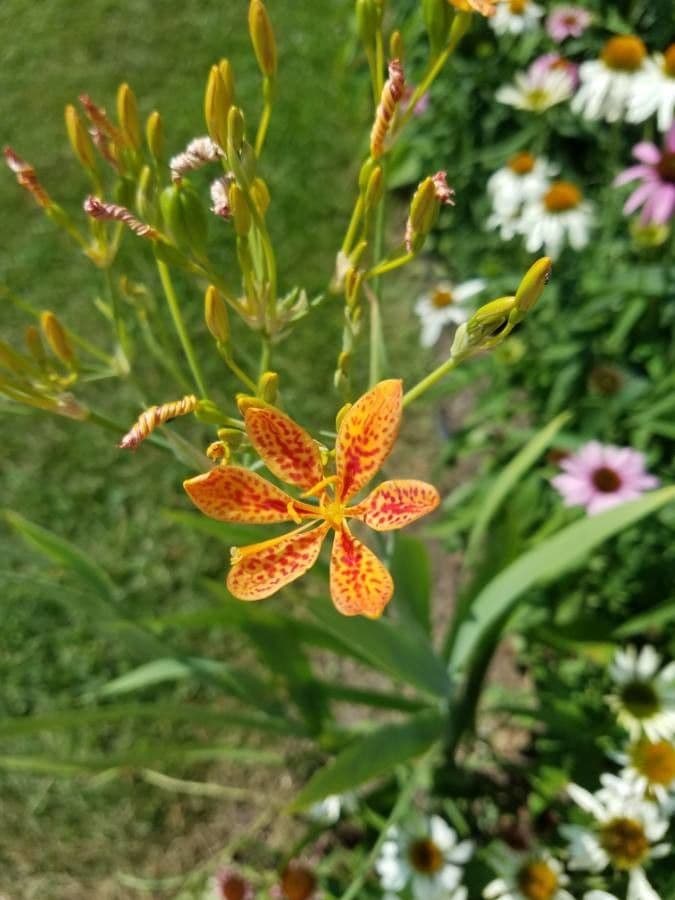 Iris domestica luipaardlelie met gespikkelde oranje-rode bloemen en zwarte zaden