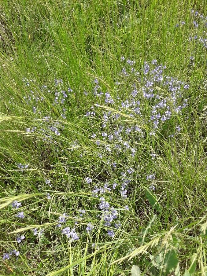 Oostenrijkse ereprijs met helder blauwe bloemen in groen bladerwerk