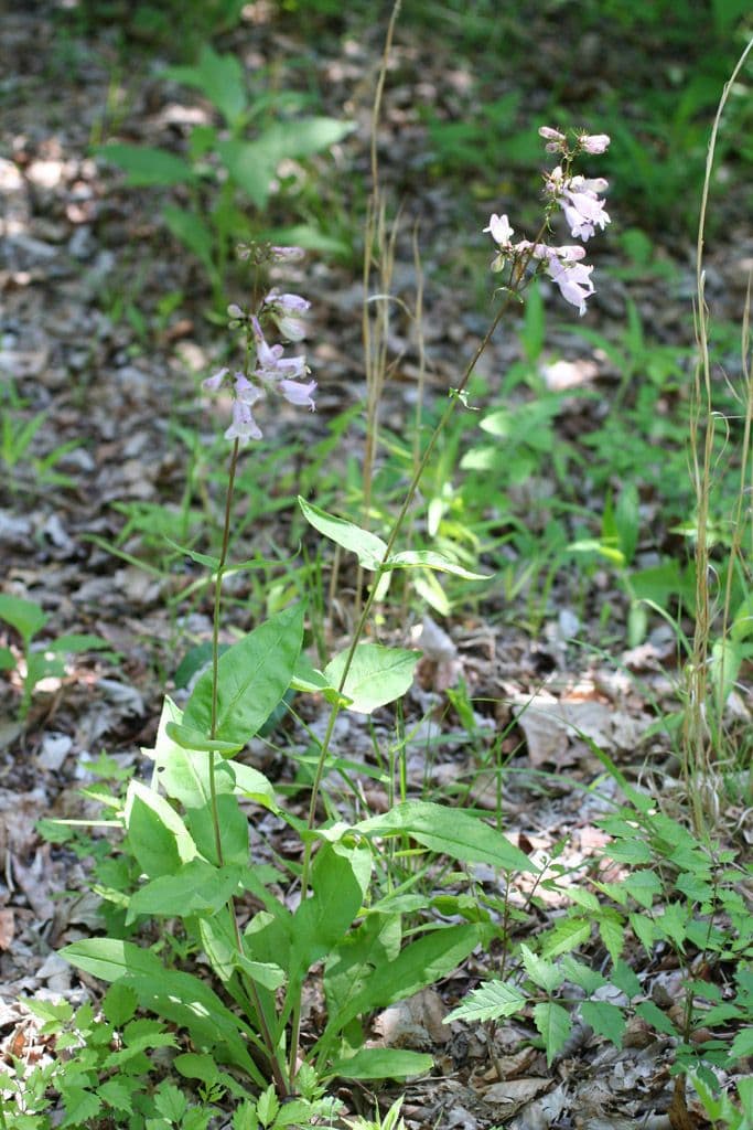 Fleurs de penstémon à longs sépales en lilas-bleu