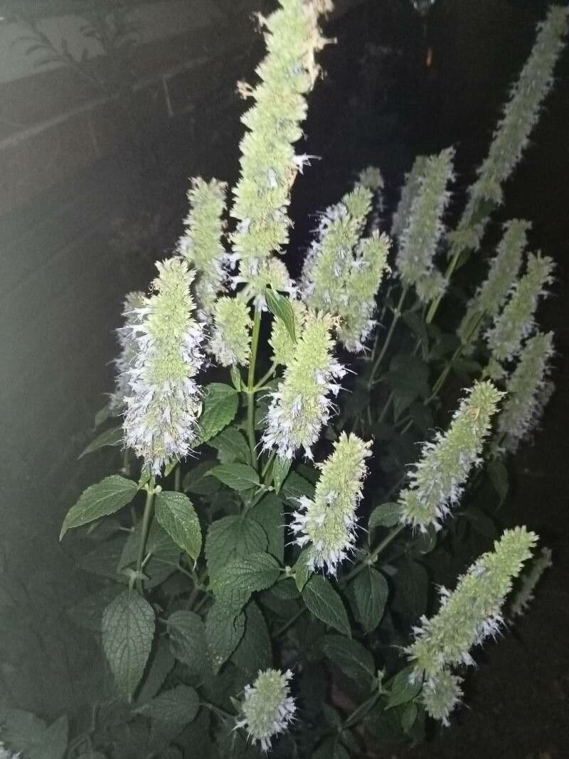 Korean-mint flowers with characteristic purple color