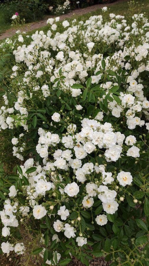 Moschusrose in voller Blüte an einer Holzpergola, mit weißen Blütentrauben und dunkelgrünen Blättern