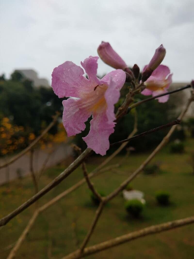 Tabebuia heterophylla in voller Bluete mit leuchtend rosafarbenen Trompetenblumen