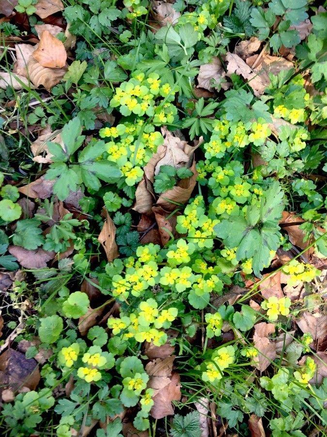 Paarbladig goudveil in volle bloei langs een vochtig bosrandje, met glinsterende gele bloempjes tussen glanzende bladeren.