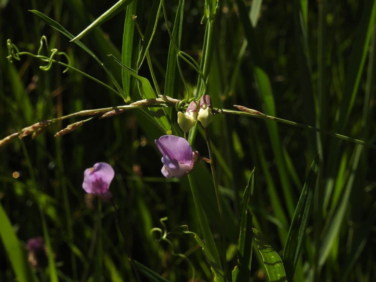 Sumpf-Platterbse mit violetten Blüten in subarktischen Habitaten