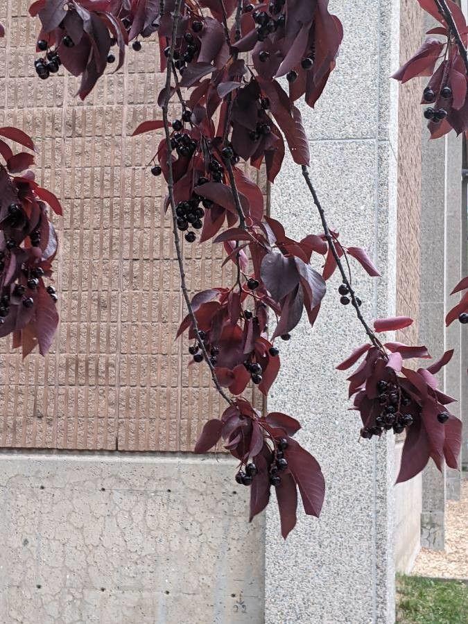 Prunus virginiana in full spring bloom, showing clusters of white flowers against fresh green foliage
