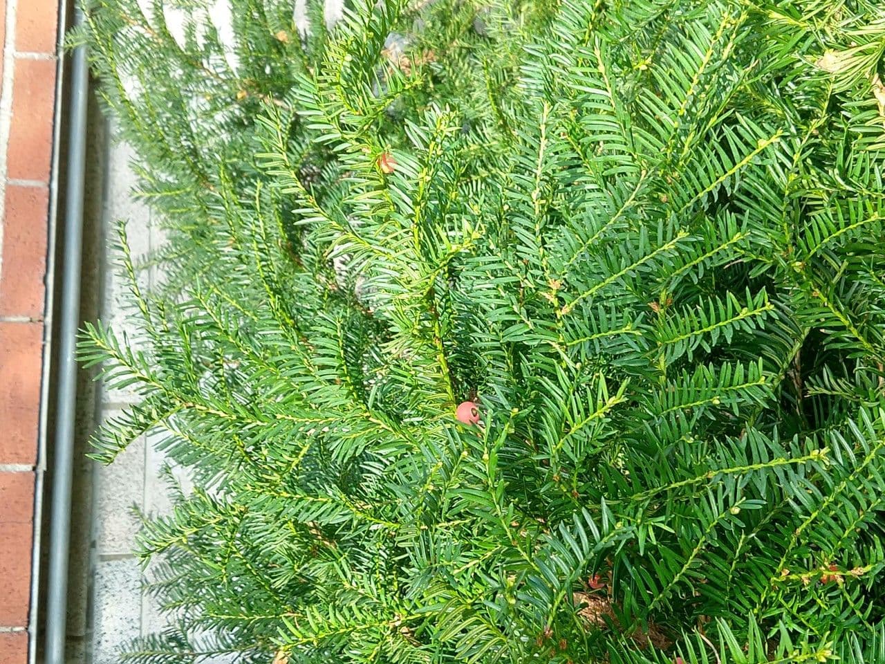 Taxus brevifolia mit zartem Laub und charakteristischen roten Fruechten