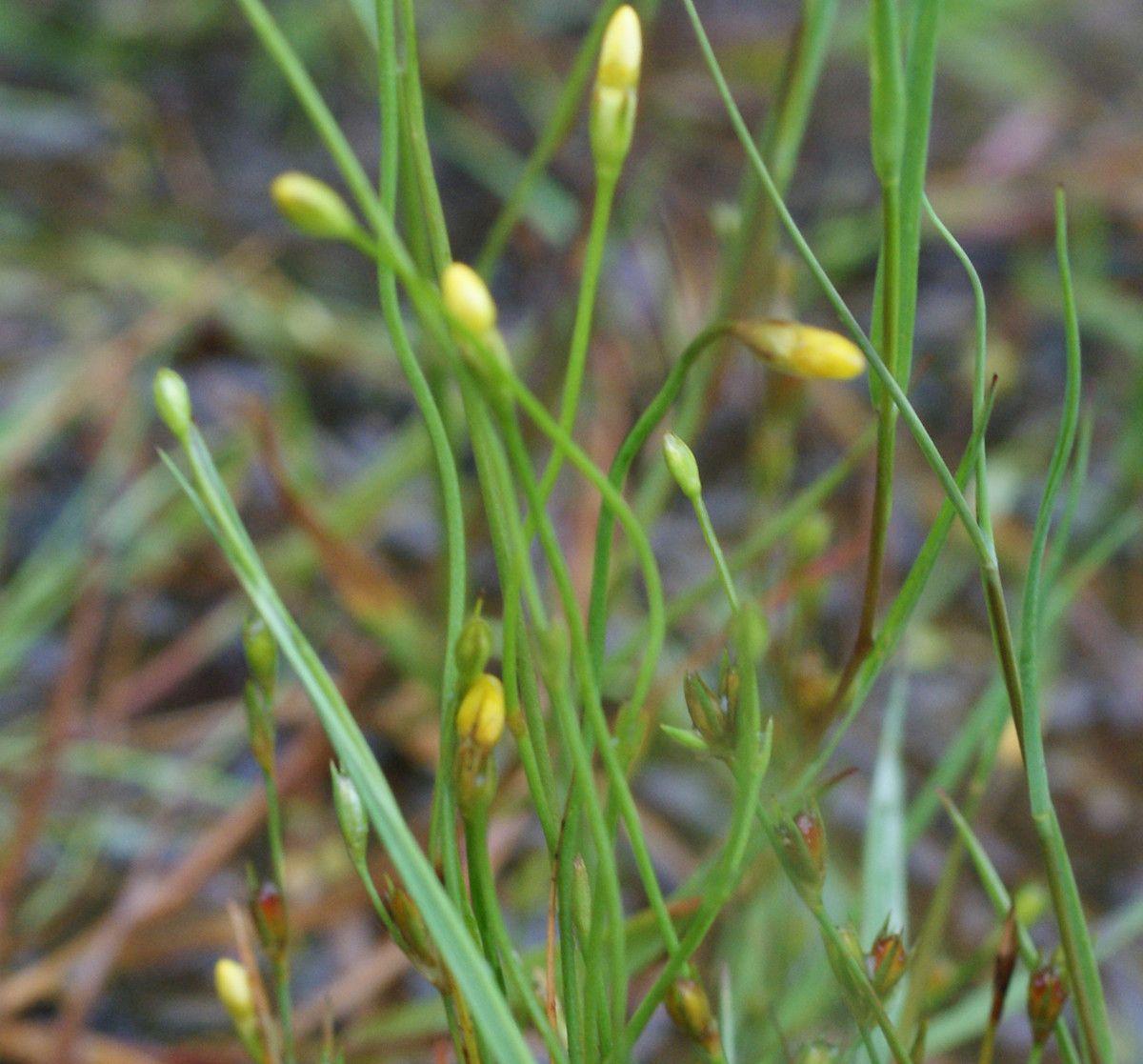 Zarte gelbe Blüten des Fadenenzians (Cicendia filiformis) auf einem sonnigen Heideboden mit moosartigem Unterwuchs