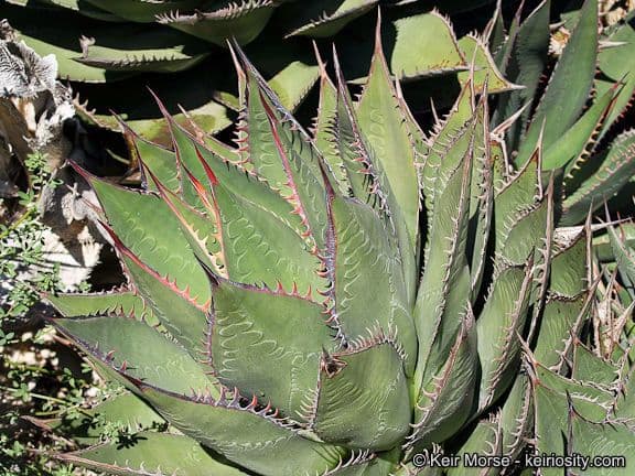 Rosette d'agave cotiere bleu-gris aux feuilles pointues